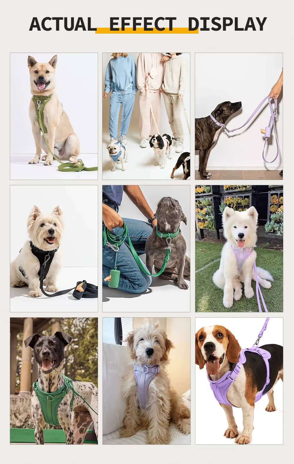 cool dog leash